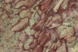 Polished Neoproterozoic Stromatolite (Conophyton) Slab #365841-1